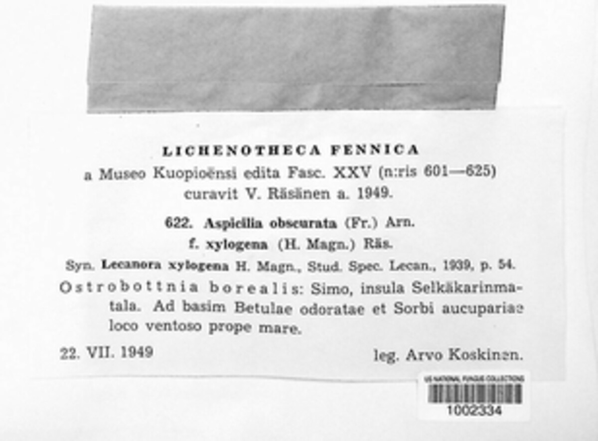 Aspicilia obscurata image